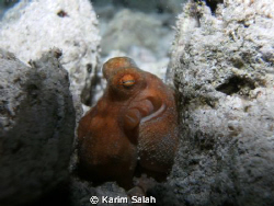 Octopoda or octopuses by Karim Salah 